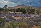 purple ground cover